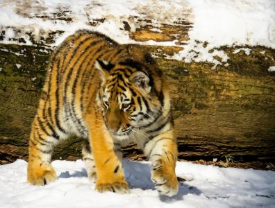 老虎, 老虎幼崽, 猫, 年轻的动物, 纽伦堡, 野生, 冬天