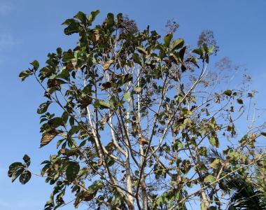 柚木树, 柚木巨, 落叶, broad-leaved, 木材, 印度