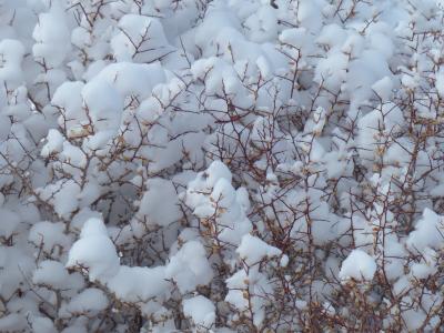 雪, 布什, 植物, 冬天, 感冒, 白色, 赛季
