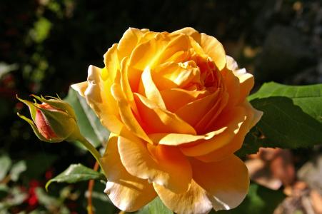 皇冠公主玛格丽特, 上升, 香味玫瑰, 开花, 绽放, 花, 花园