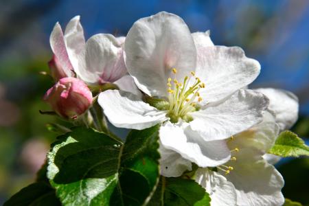 苹果树开花, 开花, 绽放, 苹果树上的花, 白色, 树上苹果, 自然
