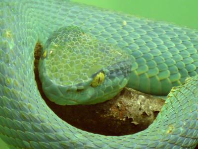 侧条纹棕榈毒蛇, 坑毒蛇, 毒蛇, 有毒, 危险, 绿色, 爬行动物