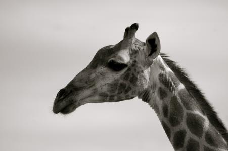 长颈鹿, 南非, 野生动物园