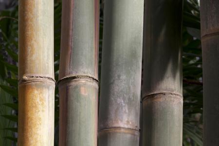 龙竹, 竹, 巨型竹子, 粗糙的巨型竹子, 报纸竹, 缅甸, 印度