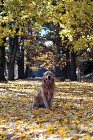 金毛猎犬, 秋天, 叶子, 树木, 小巷, 干枯的树叶, 秋天的落叶