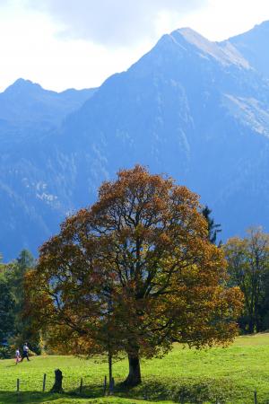 秋天的心情, 山脉, 秋天, 高山, 景观, 自然, 树