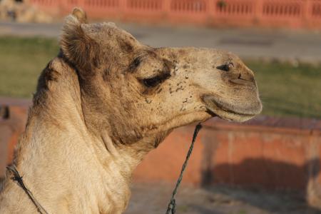 骆驼, 沙漠, 沙子, 旅游, 动物, 热, 旅行