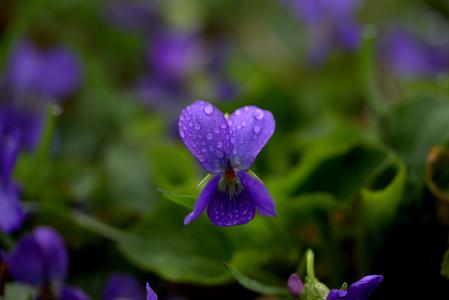 micsunele, 紫罗兰色, 花, 春天, 自然, 紫色, 增长