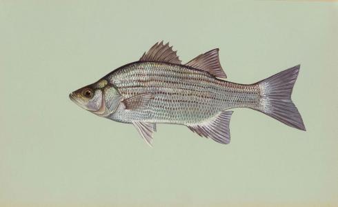 鱼, 白色, chrysops, 鲈, 低音, 鱼类, 动物
