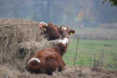 母牛, 牛, 动物, 牧场, 反刍动物, 棕色, 草甸