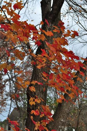 秋天, 赛季, 树, 叶子, 多彩, 秋天的颜色
