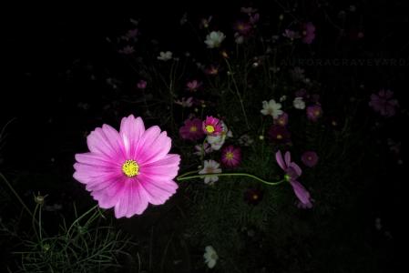 花, 晚上, 极光公墓, 自然, 植物, 波斯菊, 夏季