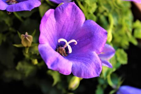 花, 紫罗兰色, 自然, 绿色, 叶子, 春天, 雌蕊