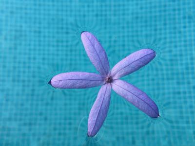 砂纸藤, 紫色的叶子, 花, 紫色, 蓝色, 水, 花瓣