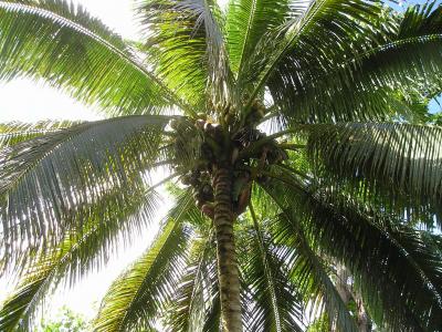 棕榈, 椰子, 收获, 萨摩亚, 异国情调, 南海