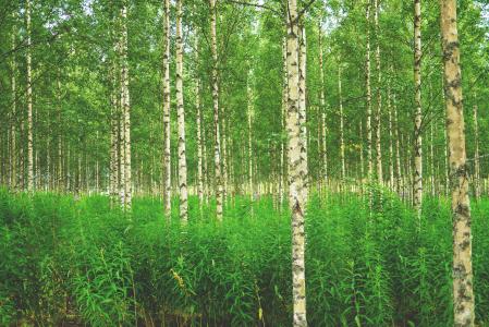 森林, 桦木, 白桦林, 树木, 自然, 芬兰, 斯堪的那维亚