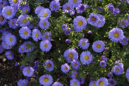 紫苑, 蓝色, 蓝色的花朵, 花, 背景, blütenmeer, 秋天