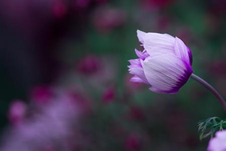 银莲花, 开花, 绽放, 白紫, 双颜色, 开花关闭, 花园