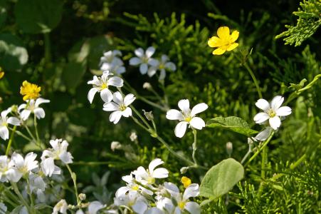 cerastium tomentosum, 地面覆盖, 石材床上用品厂, 植物, 白色的花, 花瓣, 花园