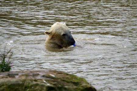 北极熊, 白色, 熊, 极地, 哺乳动物, 动物, 野生动物