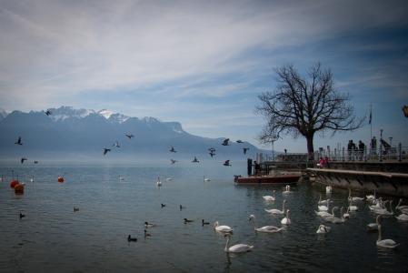湖, 天鹅, 瑞士, 景观