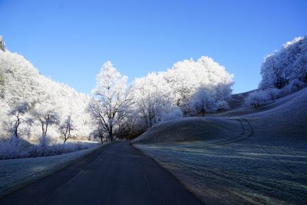 树木, 道路, 寒冷, 白霜, 冬天, 冰, 雪