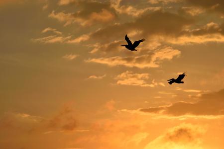 日落, 佛罗里达州, 鸟类, 禽, 鹈鹕飞, 天空, 野生动物