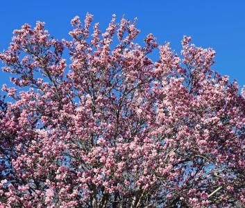 粉色玉兰, 木兰, 树, 植物, 花园, 自然, 春天