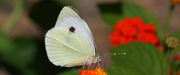 白色, 蝴蝶, 蝴蝶, 昆虫
