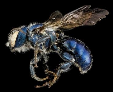 壁蜂, 宏观, 野生动物, 蓝色, 自然, 蜂 chalybea, 安装
