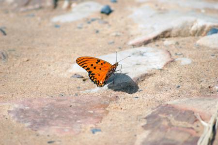 蝴蝶, 道路, 石头, 巴拉圭, 南北美洲