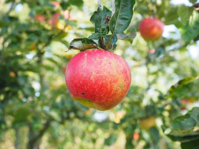 苹果, 树上苹果, 水果, 红色, 弗里施, 健康, 维生素