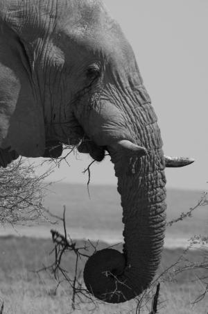 大象, 埃托沙, 非洲, 动物, 自然, 野生动物, 黑色和白色