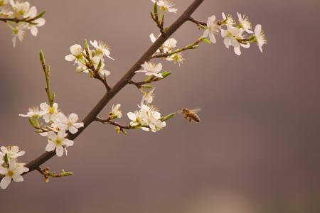 蜜蜂, 自然, 春天, 撒上