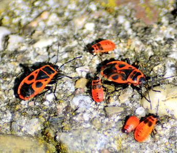 bug, 火臭虫, pyrrhocoris, 关闭, 红色, 昆虫, 自然