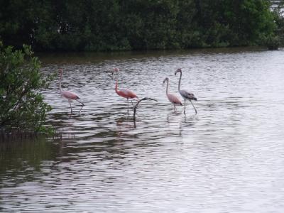火烈鸟, 红树林沼泽, 古巴, 岛可可