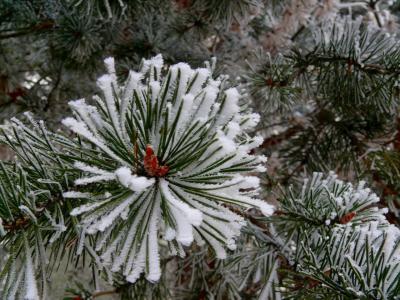 冬天, 雪, 树, 圣诞节, 新增功能, 一年, 分公司