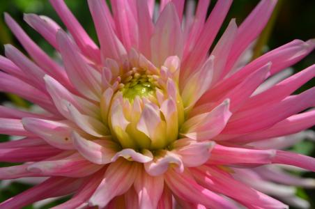 大丽花, 花, 植物区系, 粉色, 自然, 植物, 粉红色的颜色