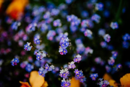 紫色, 花, 绽放, 开花, 户外, 自然, 花园