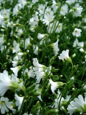 白色的花, 小花, 盛开的草, 春天的花朵, 绽放, 美丽