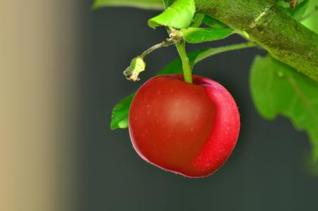 红红的苹果, 树, 树上苹果, 花园, 水果, 红色, 照片
