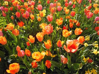 春天的花朵, 球茎植物, 温暖的颜色, 壁纸, 郁金香, 双郁金香, 橙色