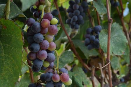 葡萄, 葡萄园, 葡萄栽培, 收获, 葡萄酒生产, 水果, 葡萄树