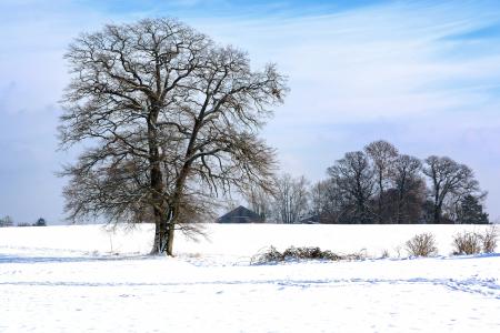 冬天, 雪, 树, 单, 剪影, 自然, 天空