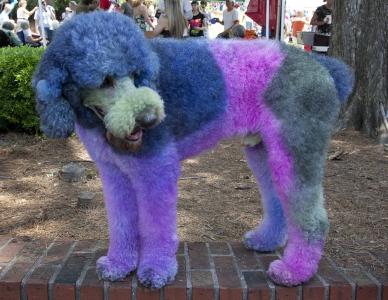 卷毛狗, 染色, 狗, 外套, 蓝色, 游行, 乐趣