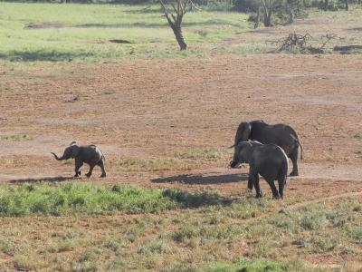 大象, 肯尼亚, 非洲, 自然, 动物, 野生动物, 哺乳动物