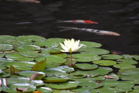 池塘, 水生植物, 台湾萍蓬草黄, 池塘里植物, 水百合, 自然, 荷花睡莲