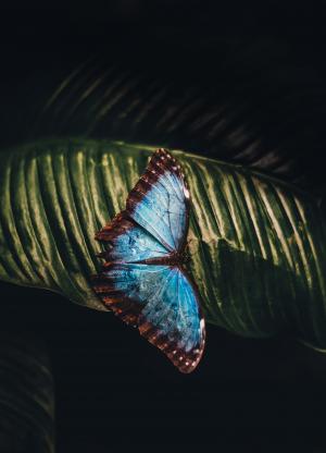 蝴蝶, 叶, 动物, 昆虫, 蓝色, 美丽, 自然