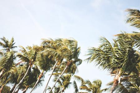 椰子树, 低角度拍摄, 棕榈树, 天空, 夏季, 树木, 风很大