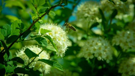 蜜蜂, 花, 昆虫飞行, 昆虫, 花粉, 蜂蜜